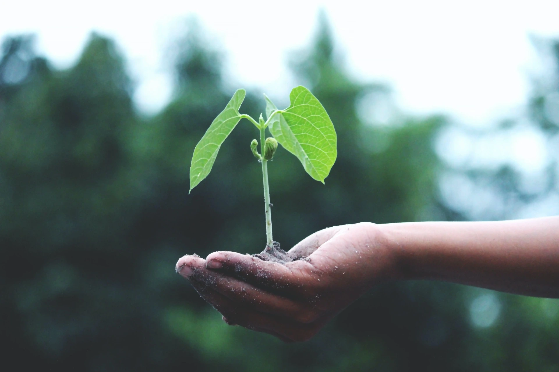 Manos sosteniendo una planta joven